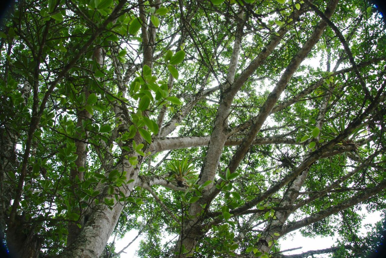 Finca Umnisa - Чоачи Екстериор снимка